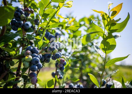 Buissons de bleuets sur une plantation irriguée. Mi-juillet est le moment des baies mûres et de la première récolte. Grandes baies juteuses sucrées et aigres sur le soutien-gorge Banque D'Images