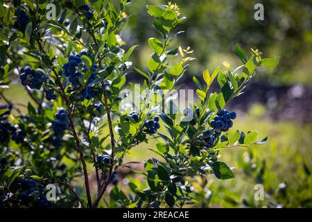 Buissons de bleuets sur une plantation irriguée. Mi-juillet est le moment des baies mûres et de la première récolte. Grandes baies juteuses sucrées et aigres sur le soutien-gorge Banque D'Images