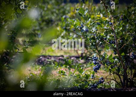 Buissons de bleuets sur une plantation irriguée. Mi-juillet est le moment des baies mûres et de la première récolte. Grandes baies juteuses sucrées et aigres sur le soutien-gorge Banque D'Images