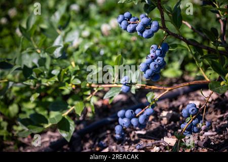 Buissons de bleuets sur une plantation irriguée. Mi-juillet est le moment des baies mûres et de la première récolte. Grandes baies juteuses sucrées et aigres sur le soutien-gorge Banque D'Images