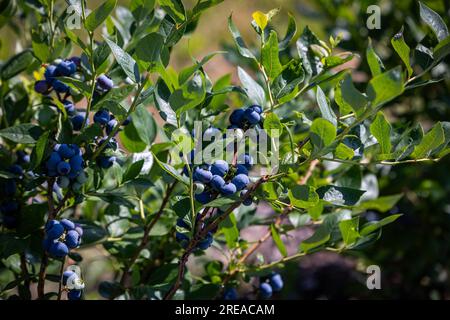 Buissons de bleuets sur une plantation irriguée. Mi-juillet est le moment des baies mûres et de la première récolte. Grandes baies juteuses sucrées et aigres sur le soutien-gorge Banque D'Images