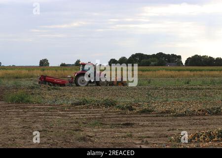 un tracteur avec des machines récolte des oignons dans un champ avec des rangées d'oignons dans la campagne en été Banque D'Images