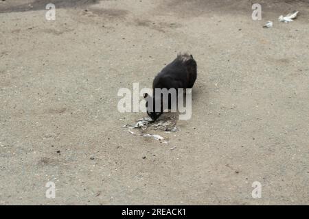 Le chat mange des pigeons morts. Le chat errant mange des restes d'oiseau sur la route. Les animaux mangent. PET est perdu. Banque D'Images