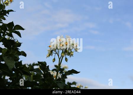 un bouquet de fleurs de pomme de terre blanche gros plan et un ciel bleu en arrière-plan Banque D'Images