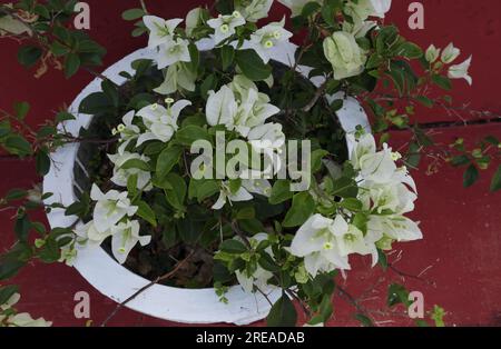 Une plante blanche en pot de Bougainvillea avec les fleurs blanches est dans un pot de ciment à la maison comme une plante d'intérieur.vue depuis le haut Banque D'Images