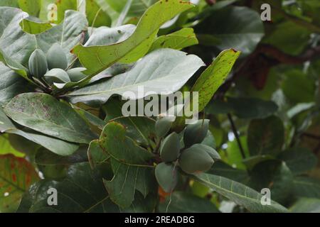 Vue à angle bas d'une brindille tropicale d'amande avec des fruits verts, également connue sous le nom d'amande de plage (Terminalia Catappa) Banque D'Images