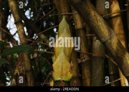 Vue latérale d'une partie supérieure de jeunes pousses de bambou jaune en développement (Bambusa vulgaris) Banque D'Images