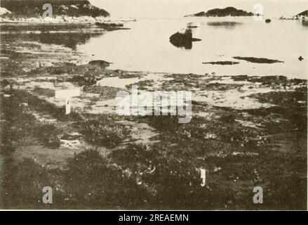 'Etude écologique du déversement de pétrole d'Amoco Cadiz : rapport de la Commission scientifique mixte NOAA-CNEXO' (1982) Banque D'Images