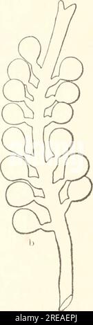 'Études écologiques et systématiques des espèces Ceylan de Caulerpa' (1906) Banque D'Images