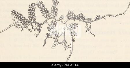 'Études écologiques et systématiques des espèces Ceylan de Caulerpa' (1906) Banque D'Images