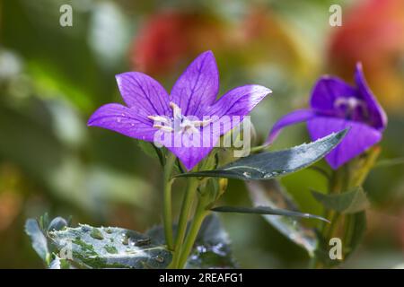 Platycodon grandiflorum, fleur de cloche sur fond naturel Banque D'Images