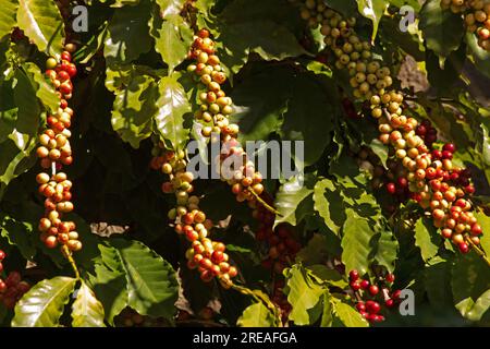 Caféier portant des fruits sur un fond naturel Banque D'Images