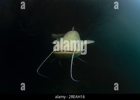 Le poisson-chat blanc Wels se cache dans le broussailles sous la surface. Silurus glanis pendant la plongée dans le lac. Poissons européens dans l'habitat naturel. Banque D'Images