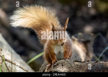 Red Squirrel, Springtime, National Trust, Brownsea Island, Dorset, ROYAUME-UNI Banque D'Images