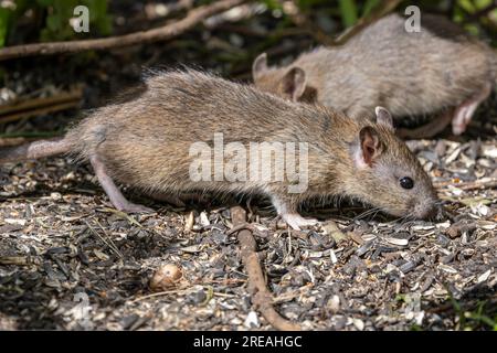 Rat brun, sous la mangeoire des oiseaux, Springtime, National Trust, Brownsea Island, Dorset, Royaume-Uni Banque D'Images