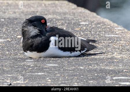 European Oystercatcher, Springtime, National Trust, Brownsea Island, Dorset, ROYAUME-UNI Banque D'Images