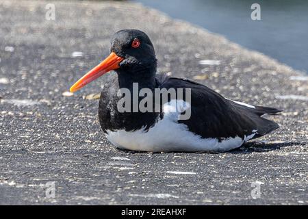 European Oystercatcher, Springtime, National Trust, Brownsea Island, Dorset, ROYAUME-UNI Banque D'Images