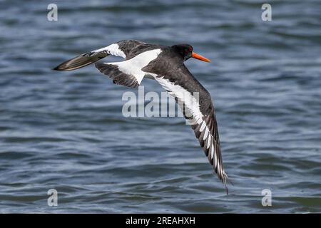 European Oystercatcher, Springtime, National Trust, Brownsea Island, Dorset, ROYAUME-UNI Banque D'Images