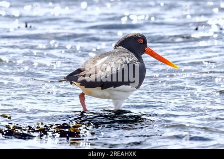 European Oystercatcher, Springtime, National Trust, Brownsea Island, Dorset, ROYAUME-UNI Banque D'Images