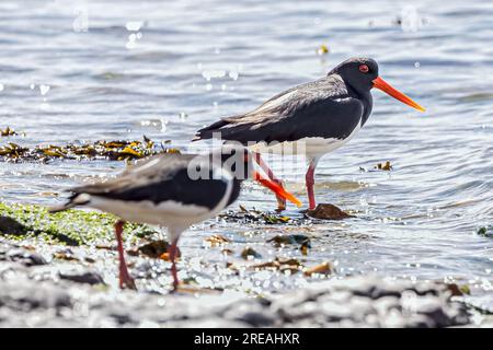 European Oystercatcher, Springtime, National Trust, Brownsea Island, Dorset, ROYAUME-UNI Banque D'Images