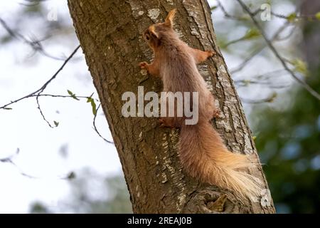 Red Squirrel, Springtime, National Trust, Brownsea Island, Dorset, ROYAUME-UNI Banque D'Images