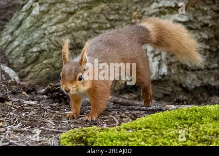 Red Squirrel, Springtime, National Trust, Brownsea Island, Dorset, ROYAUME-UNI Banque D'Images