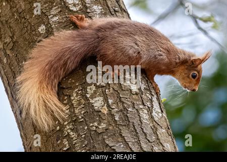 Red Squirrel, Springtime, National Trust, Brownsea Island, Dorset, ROYAUME-UNI Banque D'Images