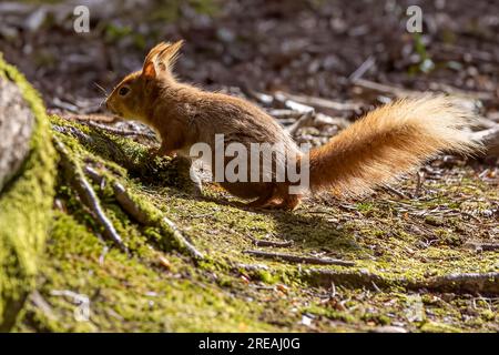 Red Squirrel, Springtime, National Trust, Brownsea Island, Dorset, ROYAUME-UNI Banque D'Images