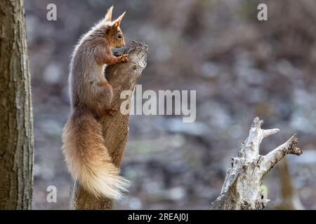 Red Squirrel, Springtime, National Trust, Brownsea Island, Dorset, ROYAUME-UNI Banque D'Images