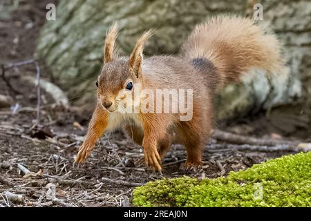 Red Squirrel, Springtime, National Trust, Brownsea Island, Dorset, ROYAUME-UNI Banque D'Images