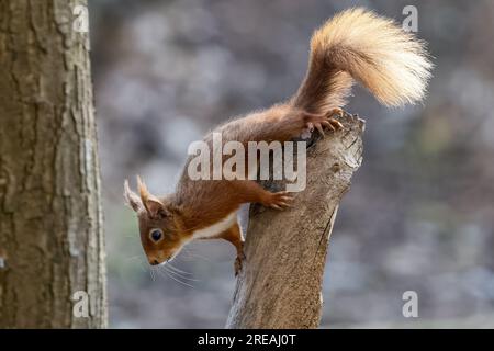 Red Squirrel, Springtime, National Trust, Brownsea Island, Dorset, ROYAUME-UNI Banque D'Images