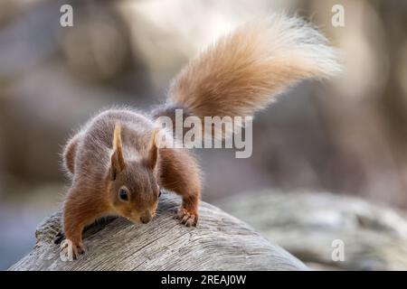 Red Squirrel, Springtime, National Trust, Brownsea Island, Dorset, ROYAUME-UNI Banque D'Images