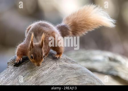 Red Squirrel, Springtime, National Trust, Brownsea Island, Dorset, ROYAUME-UNI Banque D'Images