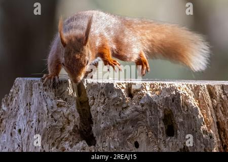 Red Squirrel, Springtime, National Trust, Brownsea Island, Dorset, ROYAUME-UNI Banque D'Images