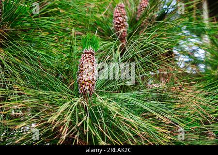 Cônes mâles et aiguilles de pin chir (Pinus roxburghii). Banque D'Images