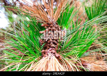 Cônes mâles complètement ouverts et aiguilles d'un pin (Pinus roxburghii). Banque D'Images