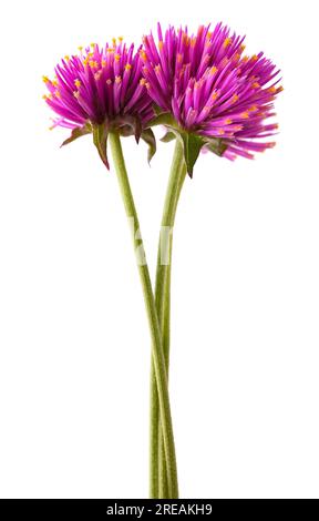 Fleurs bouton de Bachelor isolées sur fond blanc Banque D'Images