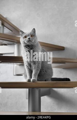 Un chat britannique bleu court s'assoit sur les marches en bois des escaliers de la maison et regarde vers l'avant avec de grands yeux orange. Banque D'Images