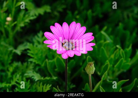 SOC isolé solitaire de Marguerite africaine sur fond vert. Banque D'Images