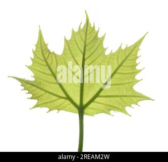 Feuille d'arbre de plan isolée sur fond blanc Banque D'Images