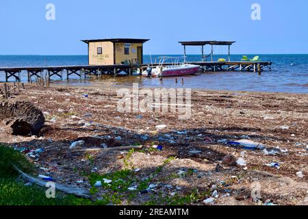 Sargassum fleurit le long de la plage au nord d'Ambergris Caye, Belize. Caraïbes/Amérique centrale. Banque D'Images