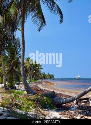 Sargassum fleurit le long de la plage au nord d'Ambergris Caye, Belize. Caraïbes/Amérique centrale. Banque D'Images