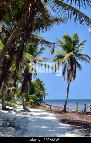 Sargassum fleurit le long de la plage au nord d'Ambergris Caye, Belize. Caraïbes/Amérique centrale. Banque D'Images