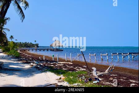 Sargassum fleurit le long de la plage au nord d'Ambergris Caye, Belize. Caraïbes/Amérique centrale. Banque D'Images