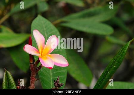 Une fleur de frangipanier rose (Plumeria rubra), décalée. Banque D'Images