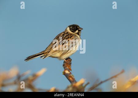 Banderole commune Emberiza schoeniclus, mâle adulte perché, Frampton Marsh, Lincolnshire, Royaume-Uni, Mars Banque D'Images