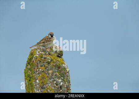 Moineau eurasien passer montanus, adulte perché sur le poteau, falaises de Bempton, East Riding of Yorkshire, Royaume-Uni, mai Banque D'Images