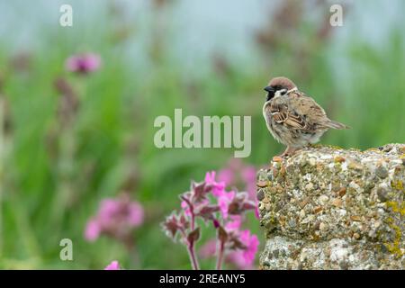 Moineau eurasien passer montanus, adulte perché sur le poteau, falaises de Bempton, East Riding of Yorkshire, Royaume-Uni, mai Banque D'Images