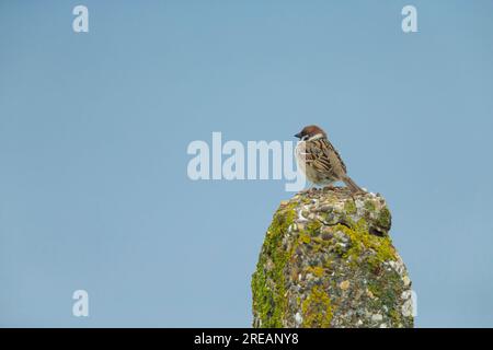 Moineau eurasien passer montanus, adulte perché sur le poteau, falaises de Bempton, East Riding of Yorkshire, Royaume-Uni, mai Banque D'Images