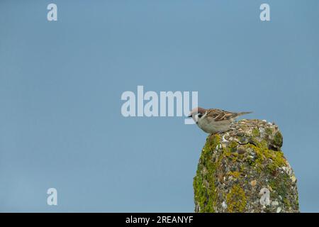 Moineau eurasien passer montanus, adulte perché sur le poteau, falaises de Bempton, East Riding of Yorkshire, Royaume-Uni, mai Banque D'Images